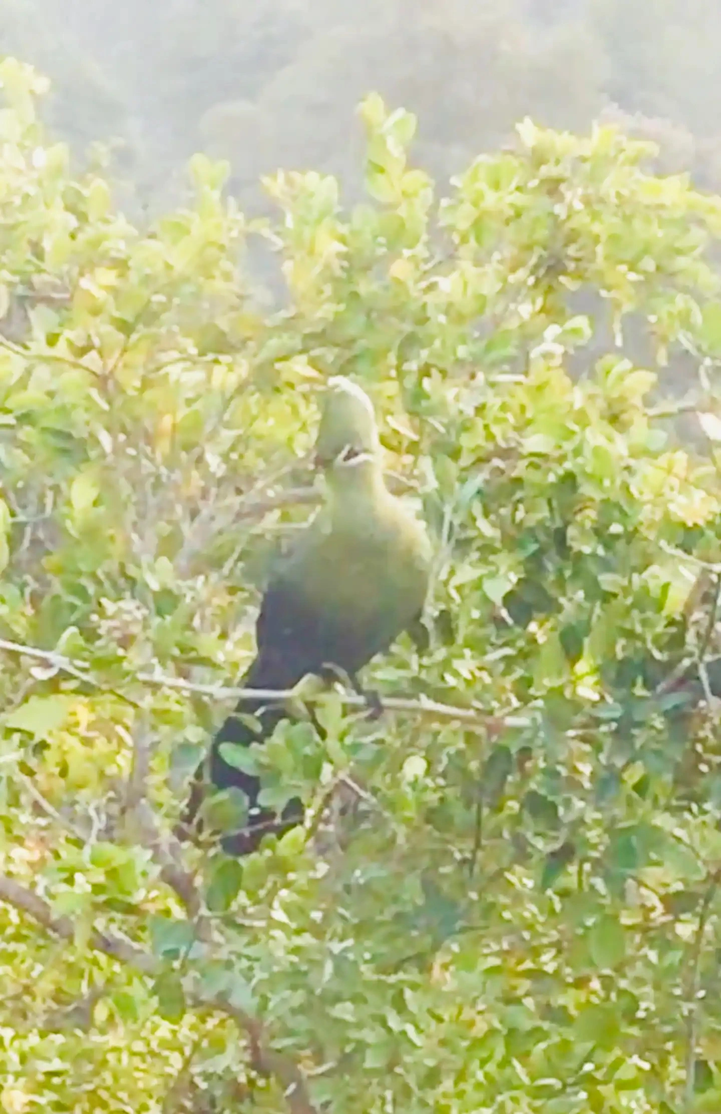 The Famous Knysna Loerie can often be spotted as they make their way up and down into the valley through the natural forest garden.