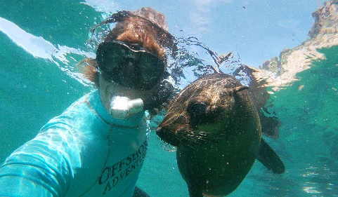 Swim with seals in Plettenberg Bay @ Offshore Adventures