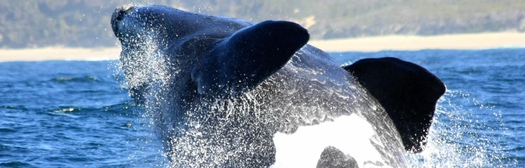 Ocean Safaris offers an assortment of ocean safaris including whale and dolphin watching